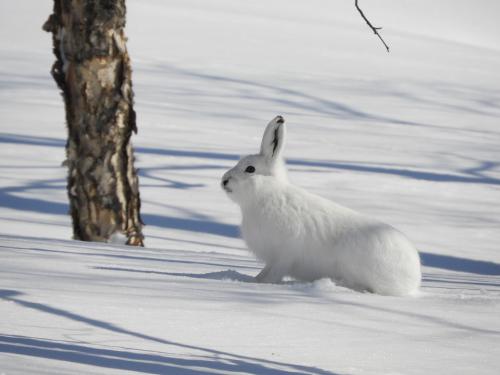 Az enyhébb tél veszélyes az állatokra nézve